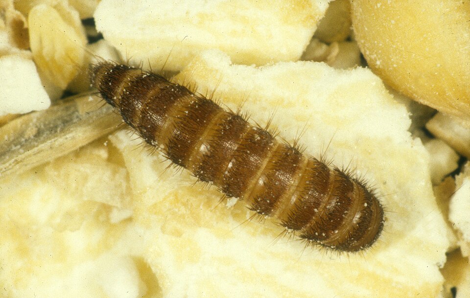 Macro photograph of a black carpet beetle larva: an elongated, banded, bristly brown grub